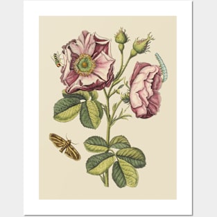 Rose Flower with Insects Vintage Botanical Illustration Posters and Art